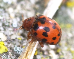 Subcoccinella vigintiquatuorpunctata