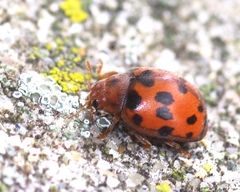 Subcoccinella vigintiquatuorpunctata
