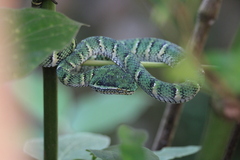 Tropidolaemus wagleri