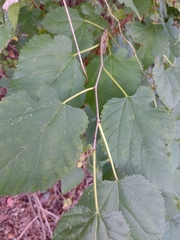 Morus rubra