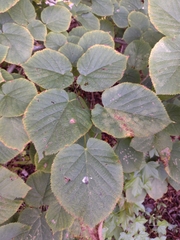 Morus rubra