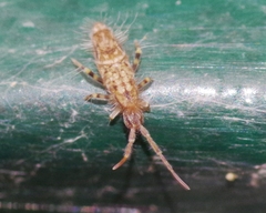 Entomobrya dorsalis