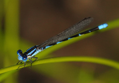 Argia leonorae
