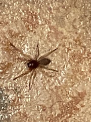 Trachelidae
