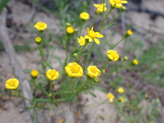 Senecio spanomerus