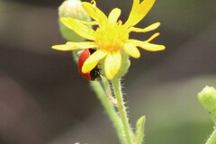 Cycloneda sanguinea