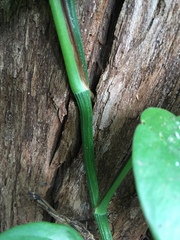 Epipremnum