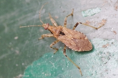 Himacerus mirmicoides