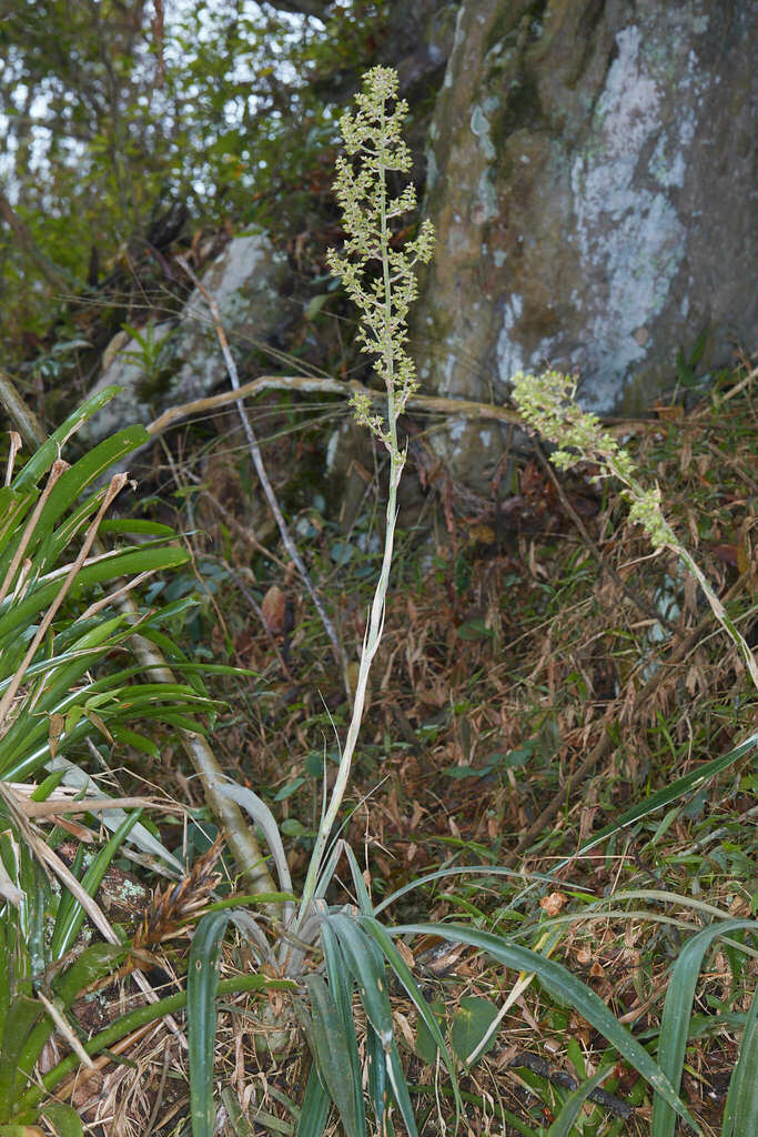 Fosterella albicans