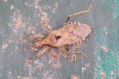 Himacerus mirmicoides