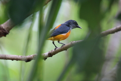 Dicaeum trigonostigma