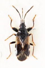 Taphropeltus contractus