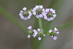Verbena brasiliensis