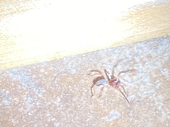 Trachelidae