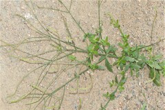 Verbena brasiliensis