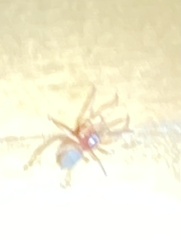 Trachelidae
