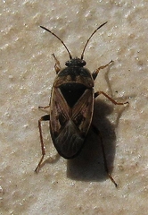 Trapezonotus ullrichi