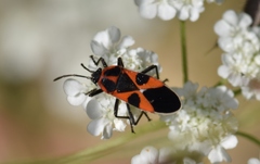 Tropidothorax leucopterus