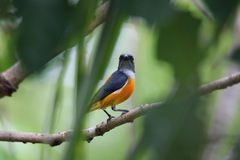 Dicaeum trigonostigma