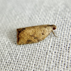 Meritastis laganodes