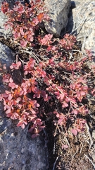 Vaccinium uliginosum