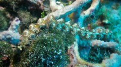 Pteraeolidia semperi