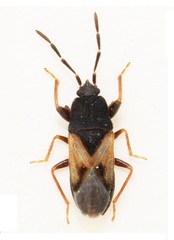 Tropistethus lanternae