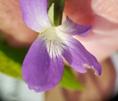 Viola cucullata