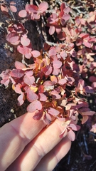 Vaccinium uliginosum