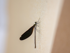 Calopteryx