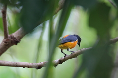 Dicaeum trigonostigma