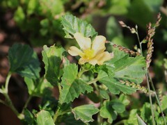 Sida ulmifolia