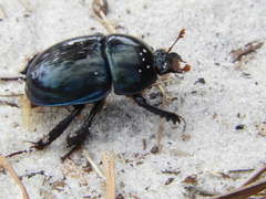 Peltotrupes profundus