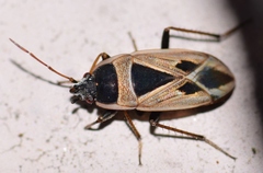 Xanthochilus minusculus