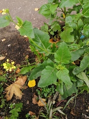Brassiceae