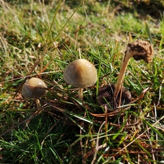 Protostropharia semiglobata