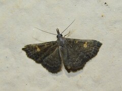 Naarda flavisignata