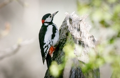 Dendrocopos leucopterus