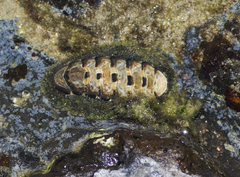 Acanthopleura gemmata