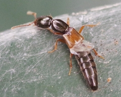 Xantholinus