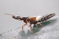 Xantholinus