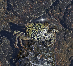 Metopograpsus