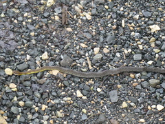 Erythrolamprus epinephalus