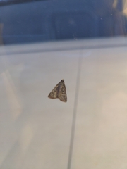 Aglossa pinguinalis