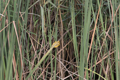 Ploceus melanocephalus