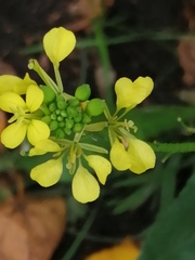 Brassiceae