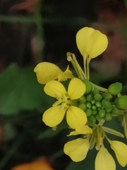 Brassiceae