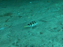 Canthigaster valentini