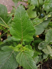 Brassiceae