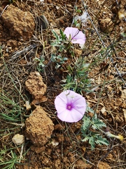 Convolvulus althaeoides